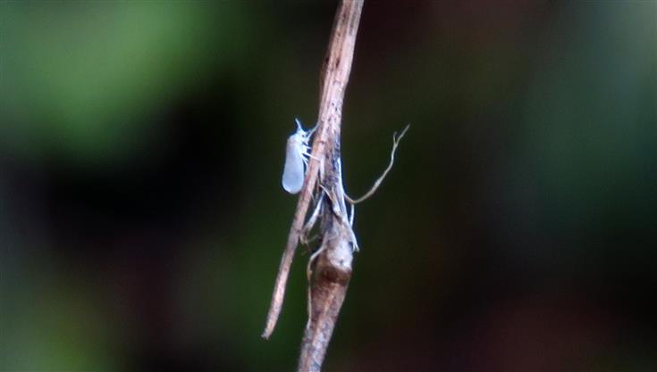 Aleyrodidae ID